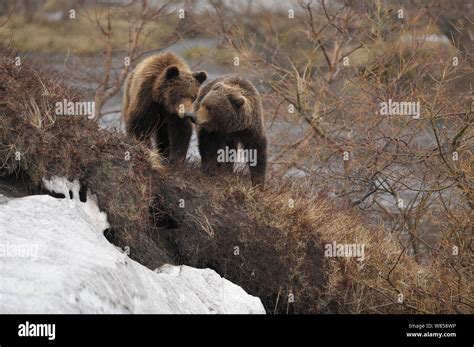 Kamchatka Brown Bears Ursus Arctos Beringianus Interacting Kronotsky