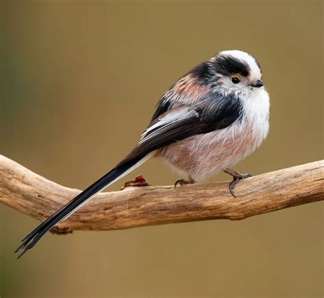 Birds Of The World Long Tailed Tit