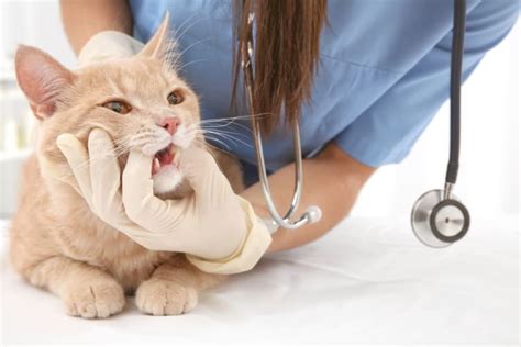 Common Dental Problems In Cats And How To Prevent Them Los Angeles