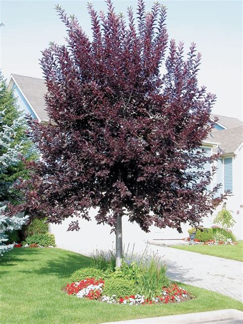 Canada Red Flowering Cherry 20 High Smells Good Maroon Leaves Later