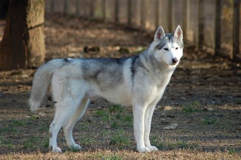 Siberian Husky Dog Breed Guide Pictures Info Care And More Pet Keen