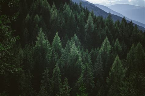 Aerial View Of Summer Green Trees In Forest In Mountains Stock Photo