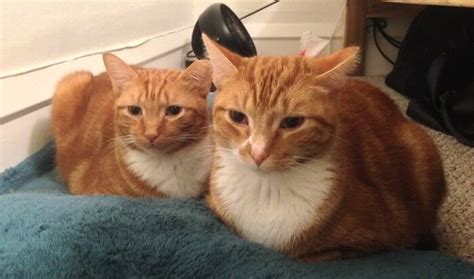 Cat is our friends and it is a member of the family, they are cute and sometimes they are very clever. 250 Twin Cat Names - Names for Pairs of Cats | PetPress