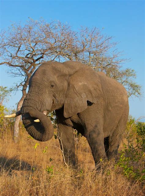 Large Elephant Bull Stock Image Image Of Large Safari 12188127
