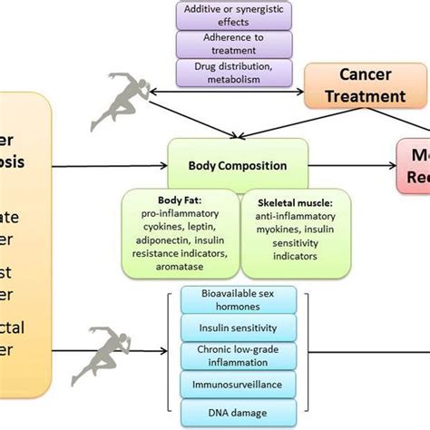 Pdf Epidemiology And Biology Of Physical Activity And Cancer Recurrence