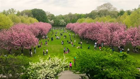 Brooklyn Botanical Garden Cherry Blossom New York Youtube