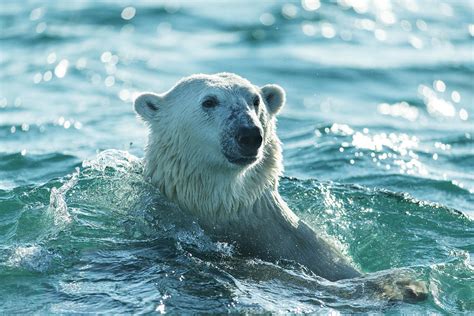 Polar Bear Swimming In Hudson Bay Photograph By Paul Souders Fine Art