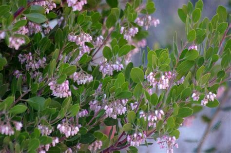 Who doesn't want a plant that will heat up the garden in late winter with the promise of spring? Drought tolerant hedges, wind breaks, and screens with ...