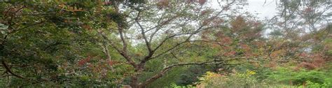 Improper irrigation is a top cause of these chinese pistache problems. Try Chinese Pistache for a Small Tree Selection - UF/IFAS ...