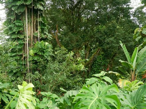 Lush Jungle Like Vegetation Big Island Hawaii Stock Photo Image Of