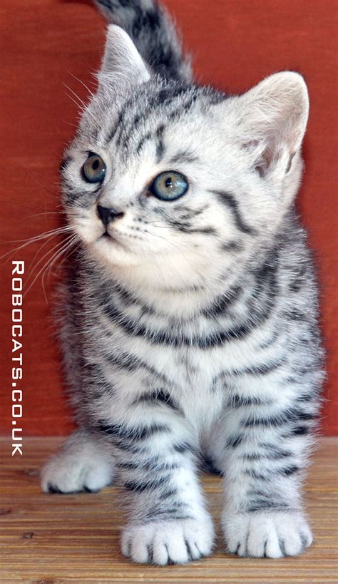 British Shorthair Silver Spotted Kitten Silver Tabby Cat Cute Cats