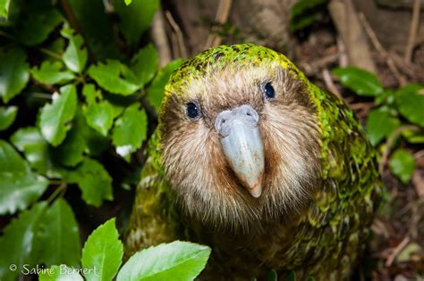 Kakapo Flightless Parrot Kakapo Parrot Bird Pictures Animal Pictures