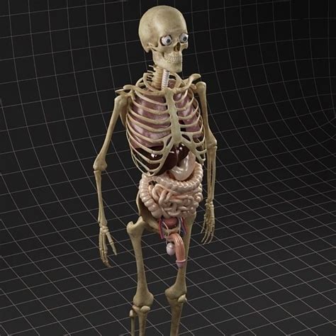 A 3d detailed/collection model of human internal organs consist of the following: Anatomy Internal Organs Male 3D Model .max - CGTrader.com