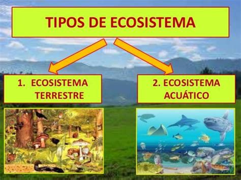 Definición de ecosistema, elementos que lo componen y funcionamiento. El ecosistema