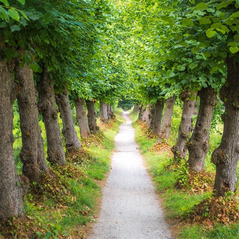 Gray Pathway Between Green Leafed Trees Photo Free Path Image On Unsplash