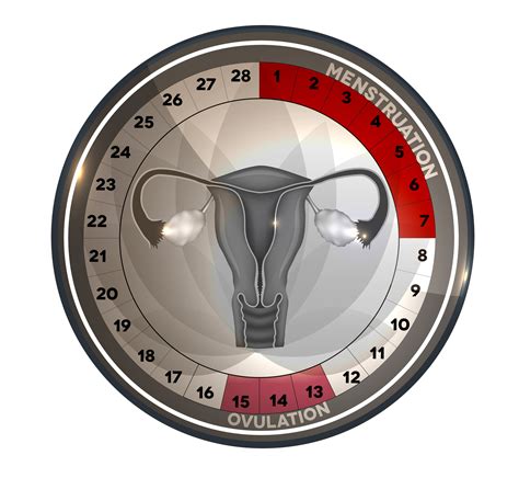 Menstrual Cycle Phases Live A Happy Successful Life Reproductive Wellness