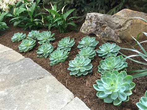 Succulents At The 2015 Indiana Flower And Patio Show Backyard Neophyte