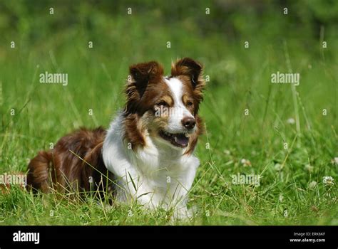 Lying Border Collie Stock Photo Alamy