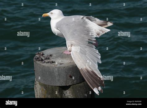 Birds Of Germany Stock Photos And Birds Of Germany Stock Images Alamy