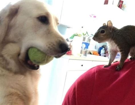 Why Do Dogs Love Squirrels