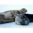 Weddell Seals Can Produce Ultrasonic Vocalizations Study  Sci Newscom