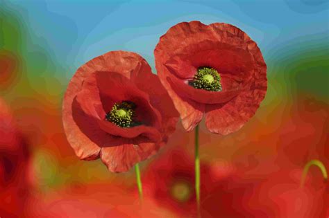 11 Garden Poppies One For Any Region