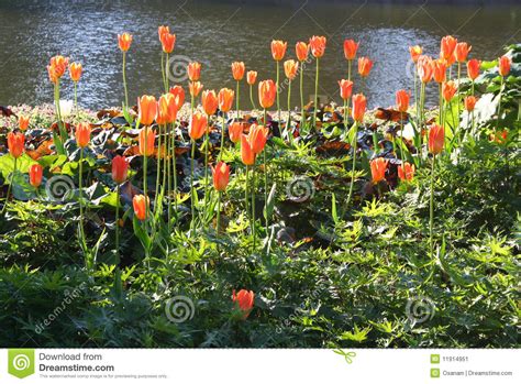 Finland Kotka Town Orange Tulips Stock Image Image Of Pink Light