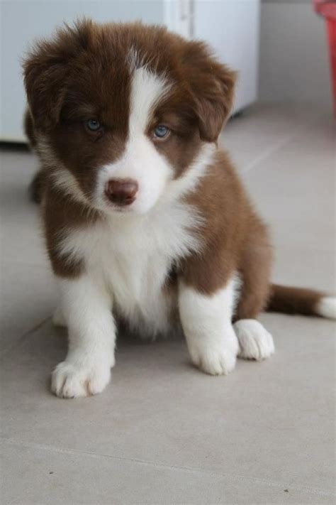 21 Cute Brown Border Collie Pics That Will Cheer You Up The Paws