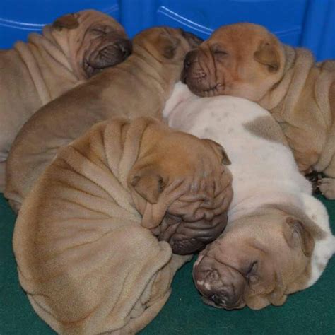 Pin By Kaye Smith On Snuggly Shar Pei 2 Shar Pei Dogs Animals