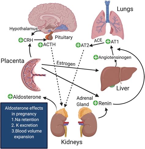Physiological Changes In The Renin Angiotensin Aldosterone System In