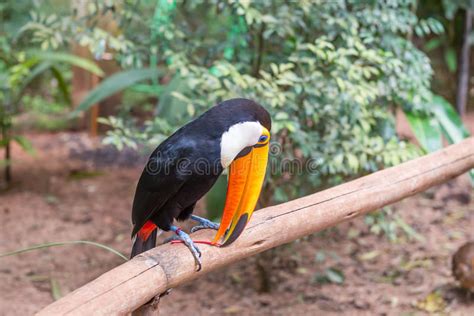 Exotic Toucan Brazilian Bird In Nature In Foz Stock Photo Image Of