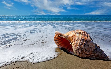 Download Wallpapers Sea Seashells 4k Beach Waves Coast Summer For