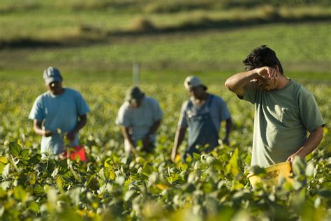 3 Tips For Finding Reliable Agricultural Workers 2023 Guide Growing