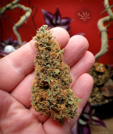 Strain Gallery Fn Bananas Hillbilly Herb Grower Pic