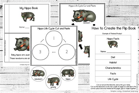 Hippo Life Cycle Printables Simple Living Creative Learning