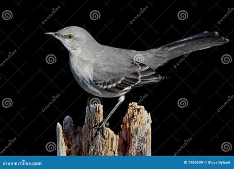 Mockingbird On Black Stock Image Image Of Nature Polyglottos 7960299