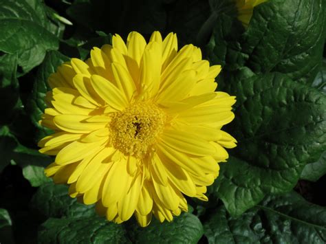 Banco De Imagens Natureza Plantar Flor Pétala Verão Erva