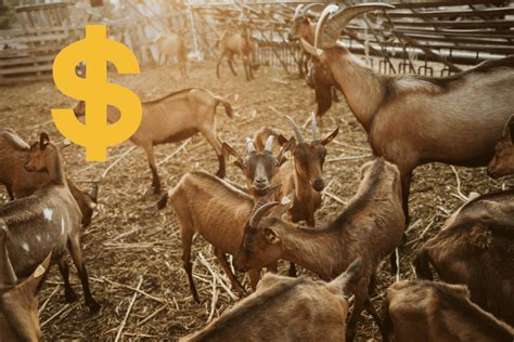 How Much Does A Goat Cost Expense And Price Guide