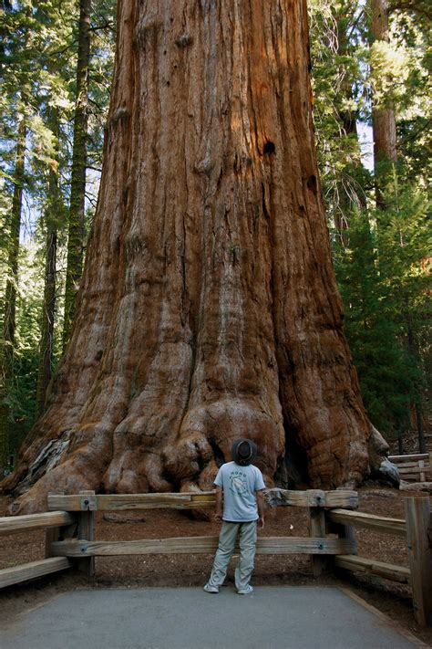 The Land Where Giants Dwell Sequoia National Park San Diego Reader