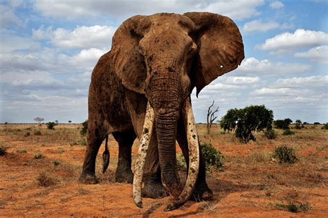 Good News And Bad News For African Elephants Range Is Just 17 Of What