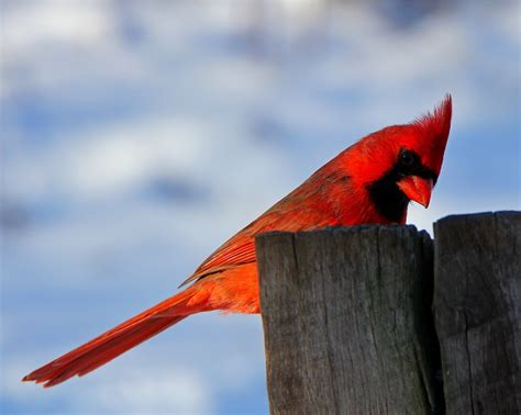 Cardinal Bird Meaning Since Cardinal Is A Resident Bird It Is Around
