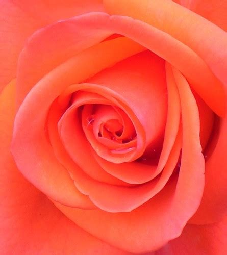 Salmon Colored Rose Roses Are Such Special Flowers Kims Picture