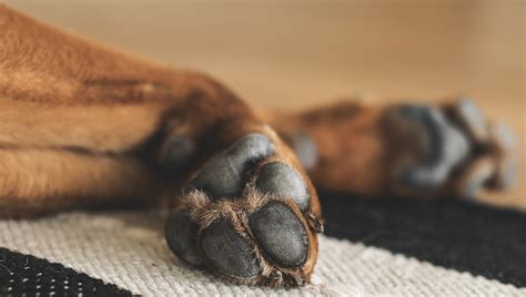 Dog Paw Problems Causes Signs And Treatment Of Infections Burns