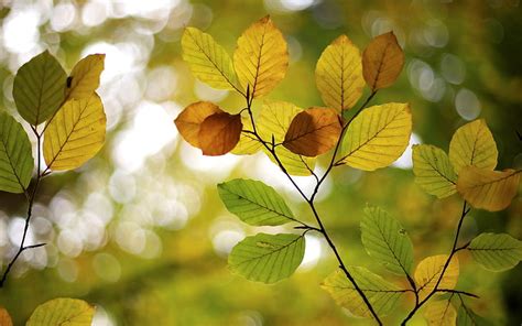 Hd Wallpaper Leaves Macro Trees Background Widescreen Wallpaper