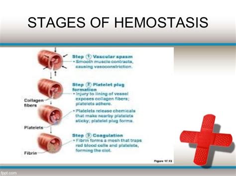 Lecture 1 Hemostasis First Secion