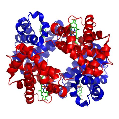 protein production a simple summary of transcription and translation owlcation