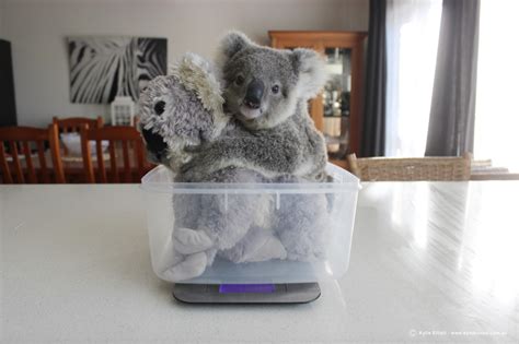 This Baby Koala Is Being Raised By Keepers And It Lives Like A Child