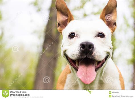 Friendly Dog Smile Stock Photo Image Of Park Animals 90320930