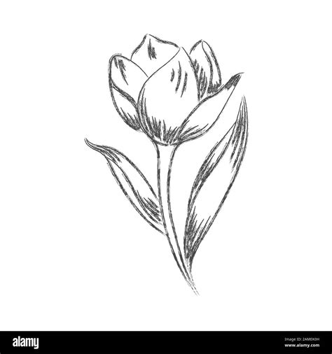 Dibujo A Lápiz Vectorial De Una Flor Con Hojas Aisladas Sobre Un Fondo