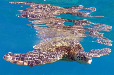 Hawaiian Green Sea Turtle Four Winds Maui Snorkeling Molokini